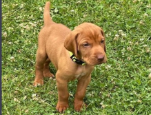 Hungarian Wirehaired Vizsla pups