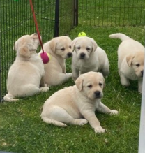 Labrador Retreiver puppies