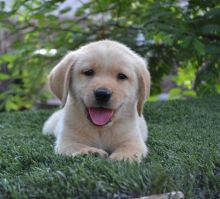 Labrador Retriever Puppies for adoption...