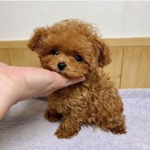 MINI POODLE PUPPIES