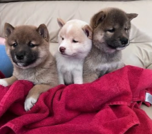 Pure breed Shiba Inu puppies