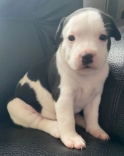 Staffordshire bull terrier for sale