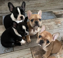 Stunning french bulldog puppies for sale