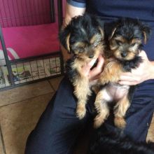 Yorkshire Terrier Puppies ready for new homes..!!!!