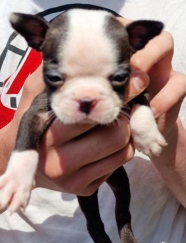 6 beautiful Boston terrier puppies Image eClassifieds4u