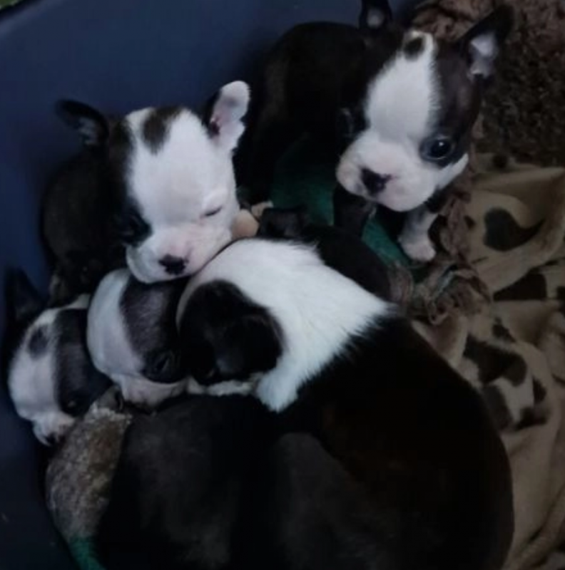 6 beautiful Boston terrier puppies Image eClassifieds4u