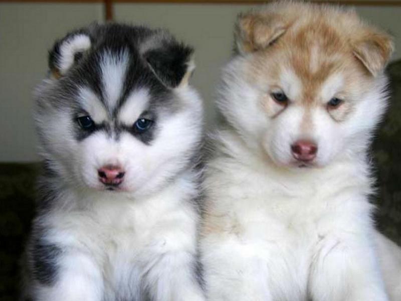 Alaskan Malamute Puppies available for adoption Image eClassifieds4u