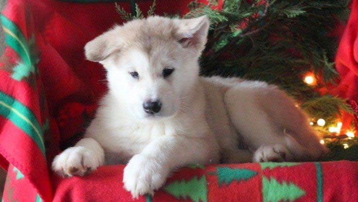 Alaskan Malamute Puppies available for adoption Image eClassifieds4u