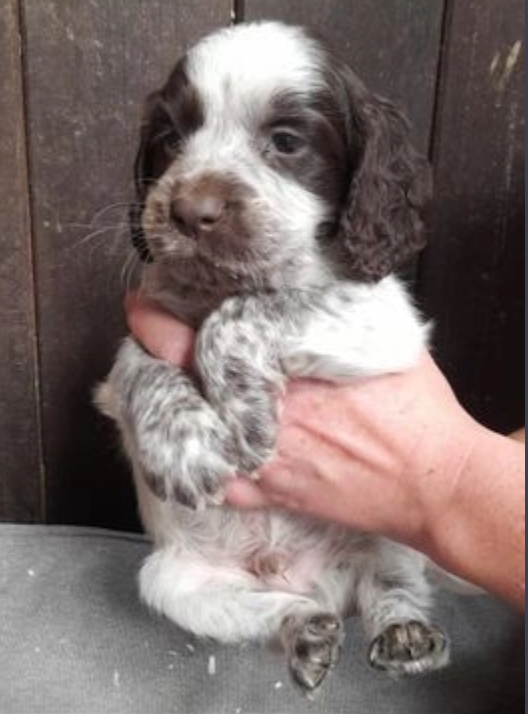 Beautiful litter of pure breed c0cker spaniel puppies Image eClassifieds4u