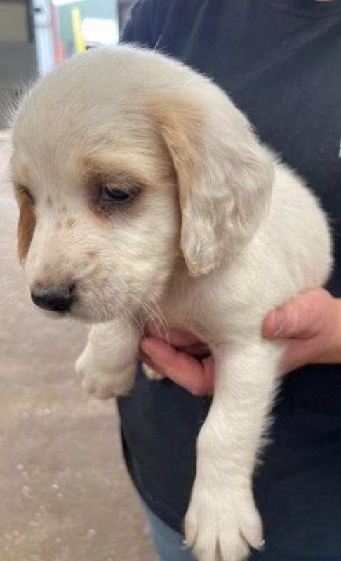Beautiful litter of pure breed c0cker spaniel puppies Image eClassifieds4u