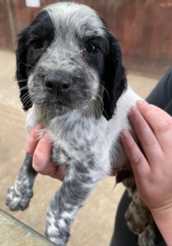 Beautiful litter of pure breed c0cker spaniel puppies Image eClassifieds4u