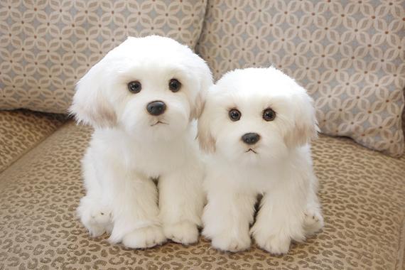 Bichon Frise Puppies for Adoption... Image eClassifieds4u