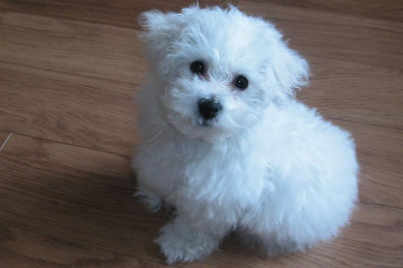 Bichon Frise Puppies for Adoption... Image eClassifieds4u