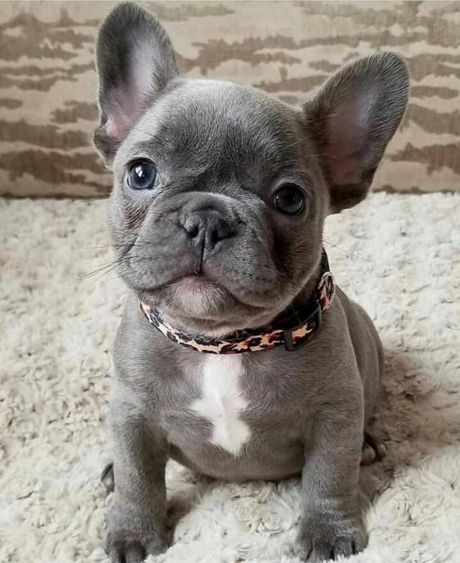CHAMPION BLOODLINE FRENCH BULLDOG PUPPIES,, Image eClassifieds4u