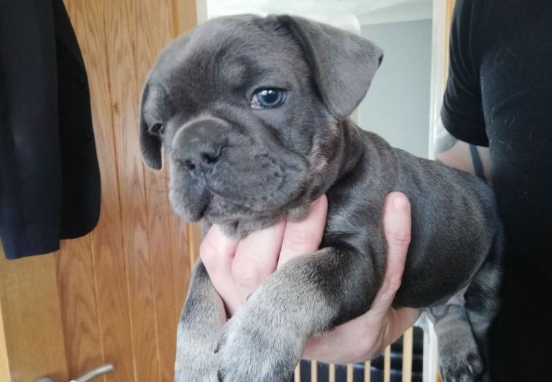 CHAMPION BLOODLINE FRENCH BULLDOG PUPPIES,, Image eClassifieds4u