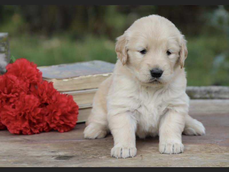 Cute Golden Retriever puppies for adoption. Image eClassifieds4u