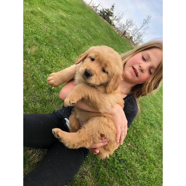 Cute Golden Retriever puppies for adoption. Image eClassifieds4u