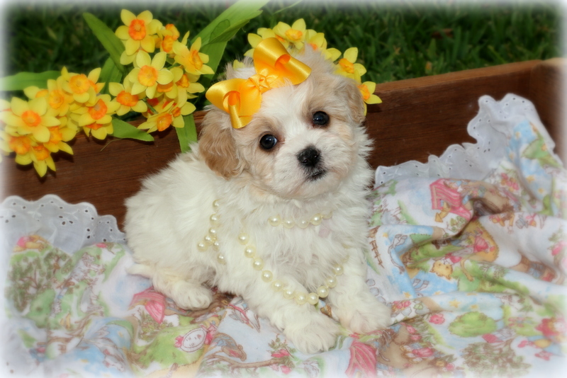 GORGEOUS SHIH POO PUPPIES !!! Image eClassifieds4u