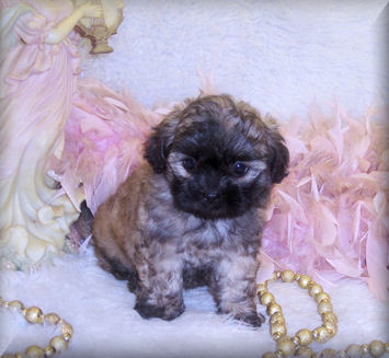 GORGEOUS SHIH POO PUPPIES !!! Image eClassifieds4u