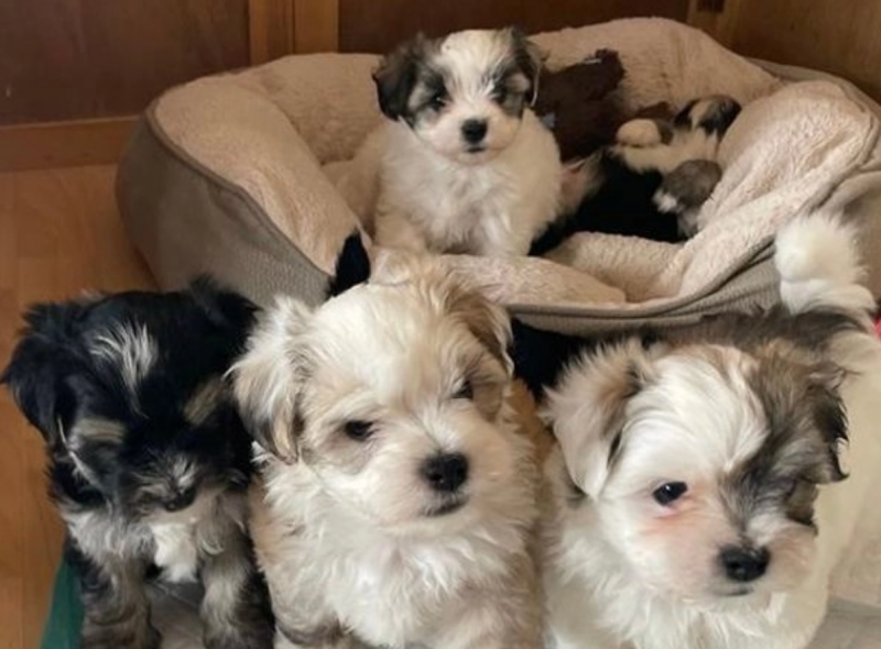 Havanese puppies for sale Image eClassifieds4u