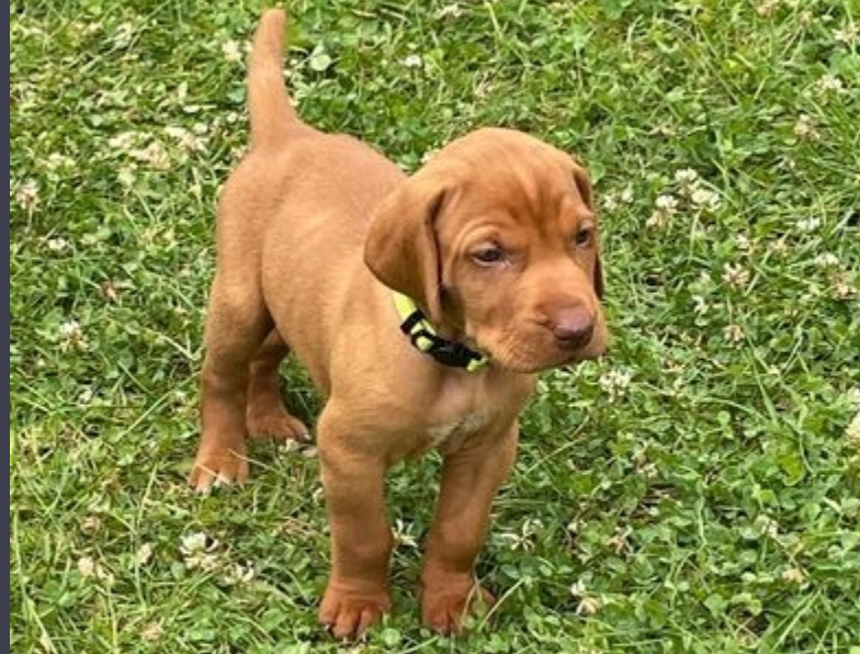 Hungarian Wirehaired Vizsla pups Image eClassifieds4u