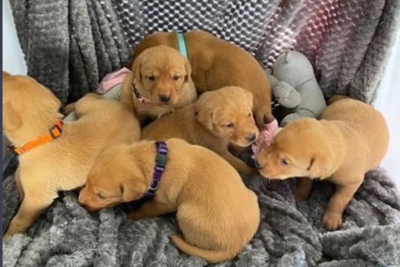 Labrador Retreiver puppies Image eClassifieds4u