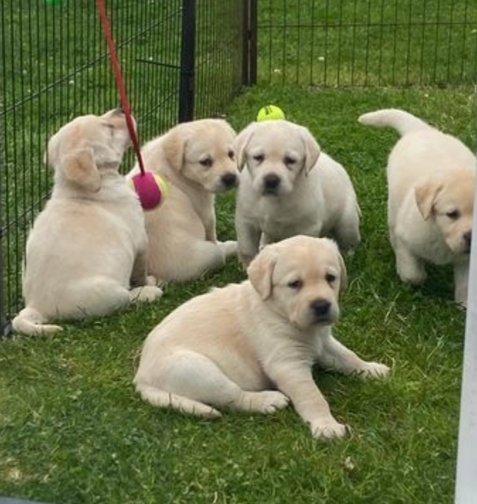Labrador Retreiver puppies Image eClassifieds4u
