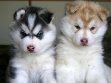 Alaskan Malamute Puppies available for adoption Image eClassifieds4u 2