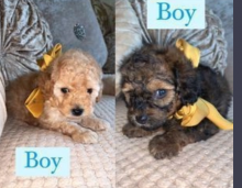 Amazing Toy Poodles for sale Image eClassifieds4u 2