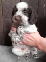 Beautiful litter of pure breed c0cker spaniel puppies Image eClassifieds4u 2