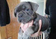 CHAMPION BLOODLINE FRENCH BULLDOG PUPPIES,, Image eClassifieds4u 2