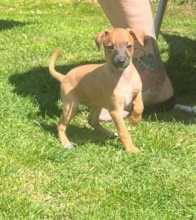 Cute italian greyhound puppies Image eClassifieds4u 4