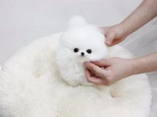 Cute POMERANIAN Puppies...!!! Image eClassifieds4u 2
