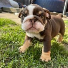 English Bulldog Puppies Available.. !!! Image eClassifieds4u 2