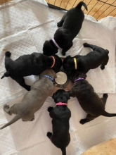 Gorgeous Cane Corso pups for sale Image eClassifieds4u 3