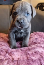 Gorgeous Cane Corso pups for sale Image eClassifieds4u 2