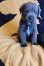 Gorgeous Cane Corso pups for sale Image eClassifieds4u 4