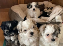 Havanese puppies for sale Image eClassifieds4u 2