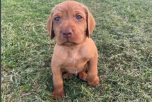 Hungarian Wirehaired Vizsla pups Image eClassifieds4u 2