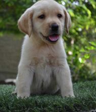 Labrador Retriever Puppies for adoption... Image eClassifieds4u 2
