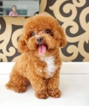 MINI POODLE PUPPIES Image eClassifieds4u 2