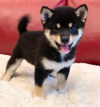 Pure breed Shiba Inu puppies Image eClassifieds4u 2