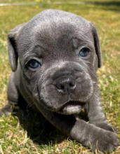 Staffordshire bull terrier for sale Image eClassifieds4u 2