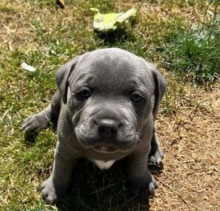 Staffordshire bull terrier for sale Image eClassifieds4u 3