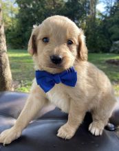 Well Trained Labradoodle Puppies available Image eClassifieds4u 2