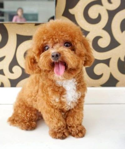 MINI POODLE PUPPIES Image eClassifieds4u