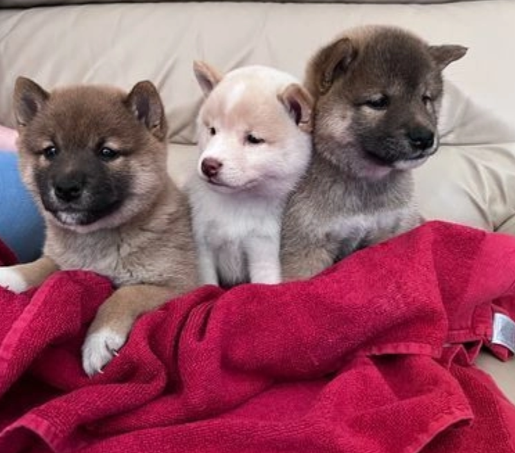 Pure breed Shiba Inu puppies Image eClassifieds4u