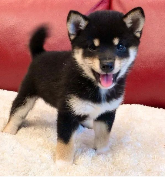 Pure breed Shiba Inu puppies Image eClassifieds4u