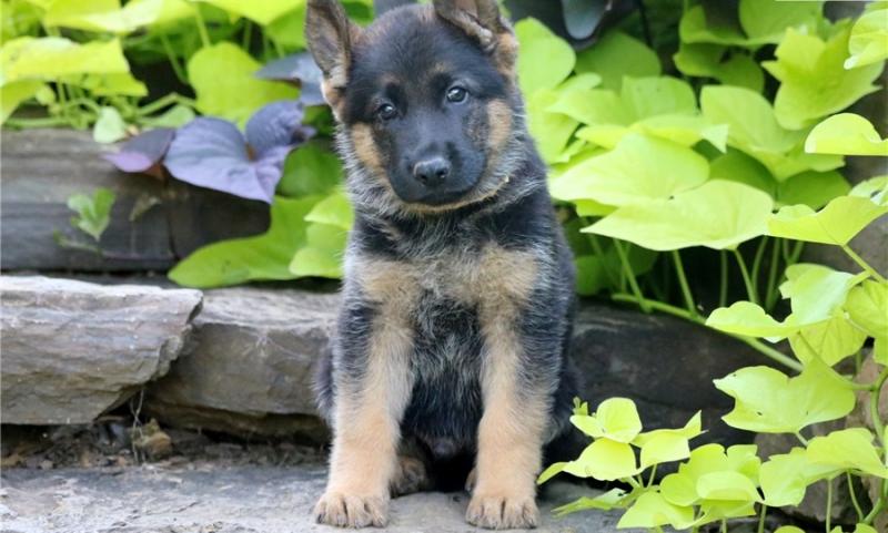 Purebred German Shepherd Puppies for great homes Image eClassifieds4u