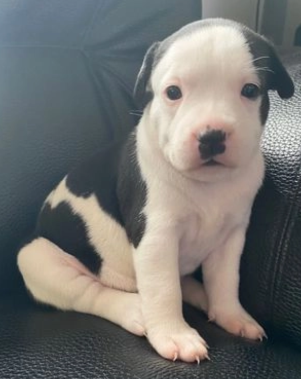 Staffordshire bull terrier for sale Image eClassifieds4u